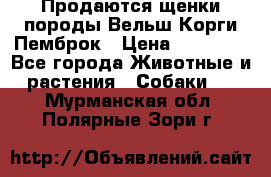 Продаются щенки породы Вельш Корги Пемброк › Цена ­ 40 000 - Все города Животные и растения » Собаки   . Мурманская обл.,Полярные Зори г.